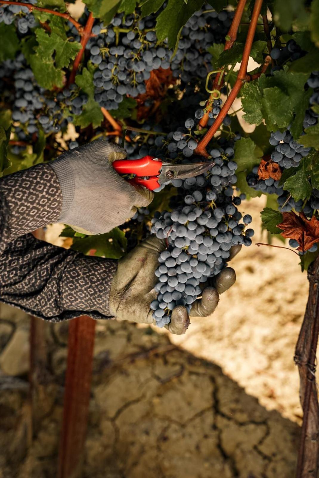 Wine Residence Cattunar 布罗托尼贾 外观 照片